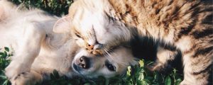 cat and dog together in grass