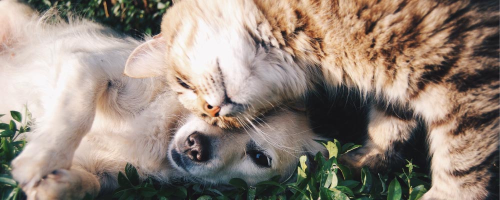 cat and dog together in grass